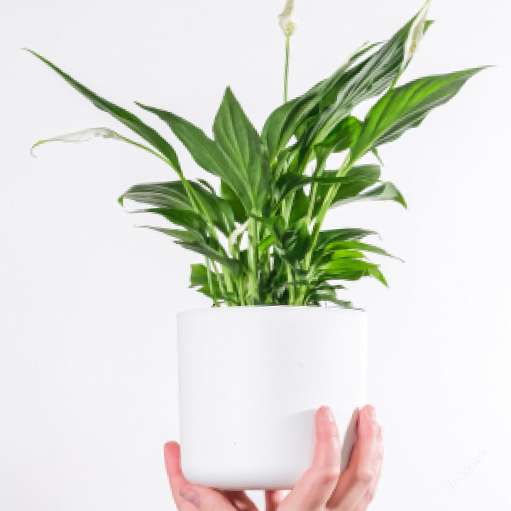 공기 청정 식물 best10