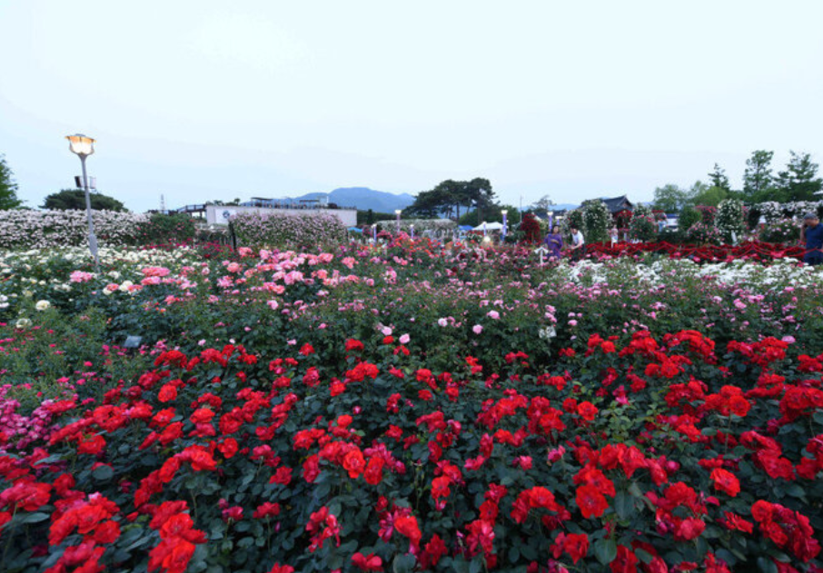 곡성 세계장미축제 개화상황