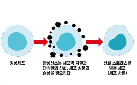 비타민 c 메가도스