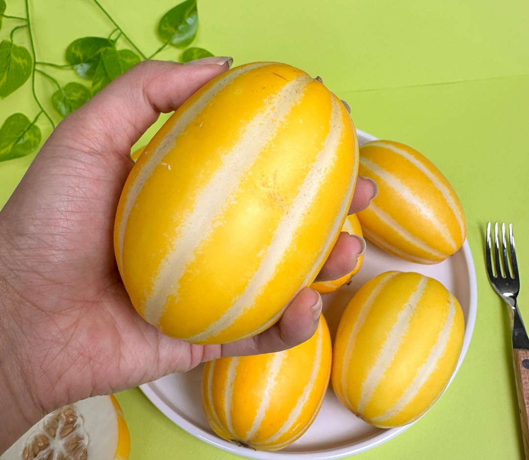 성주 참외를 손에 들어 고르는 장면