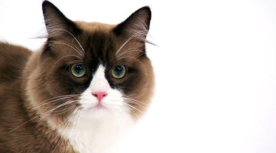 라가머핀 고양이 이미지 - 3