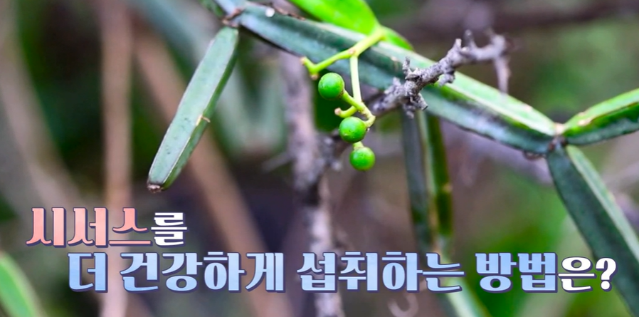 시서스 부작용 