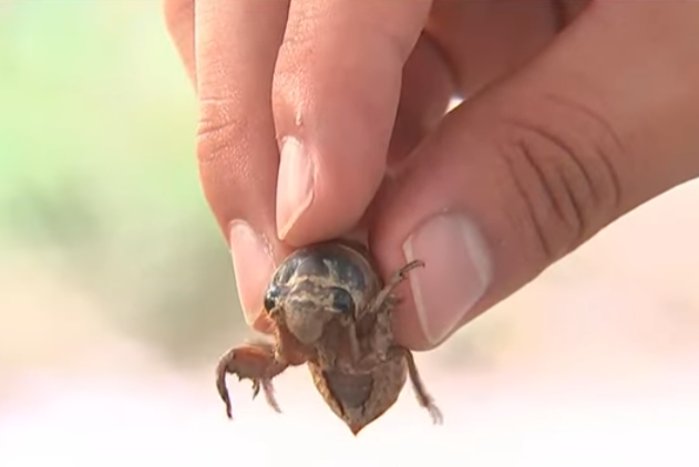 곧 자라서 힘차게 울것 같은 매미 유충