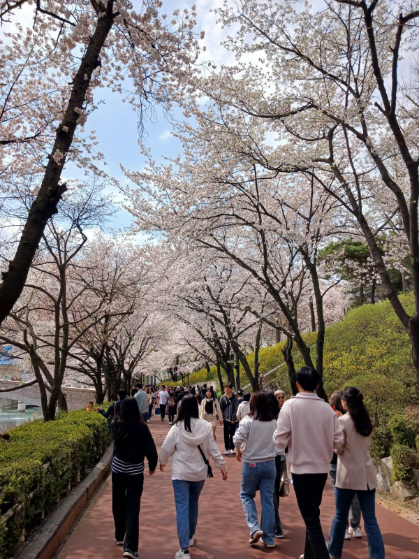 석촌호수 서호따라 걷다