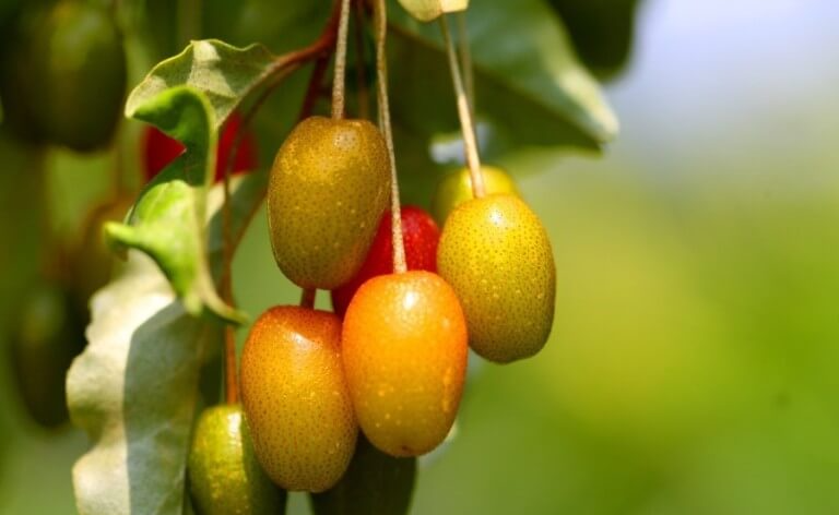 보리수 효능 10가지 및 부작용 및 주의사항