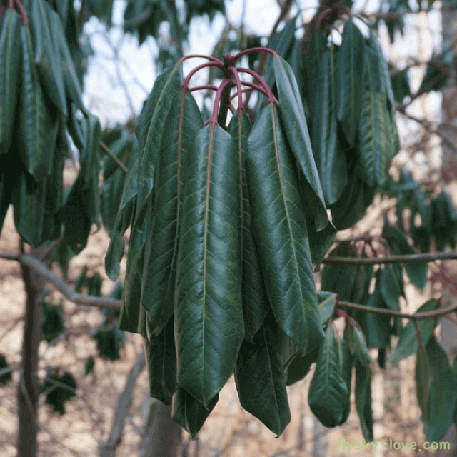 굴거리나무 효능