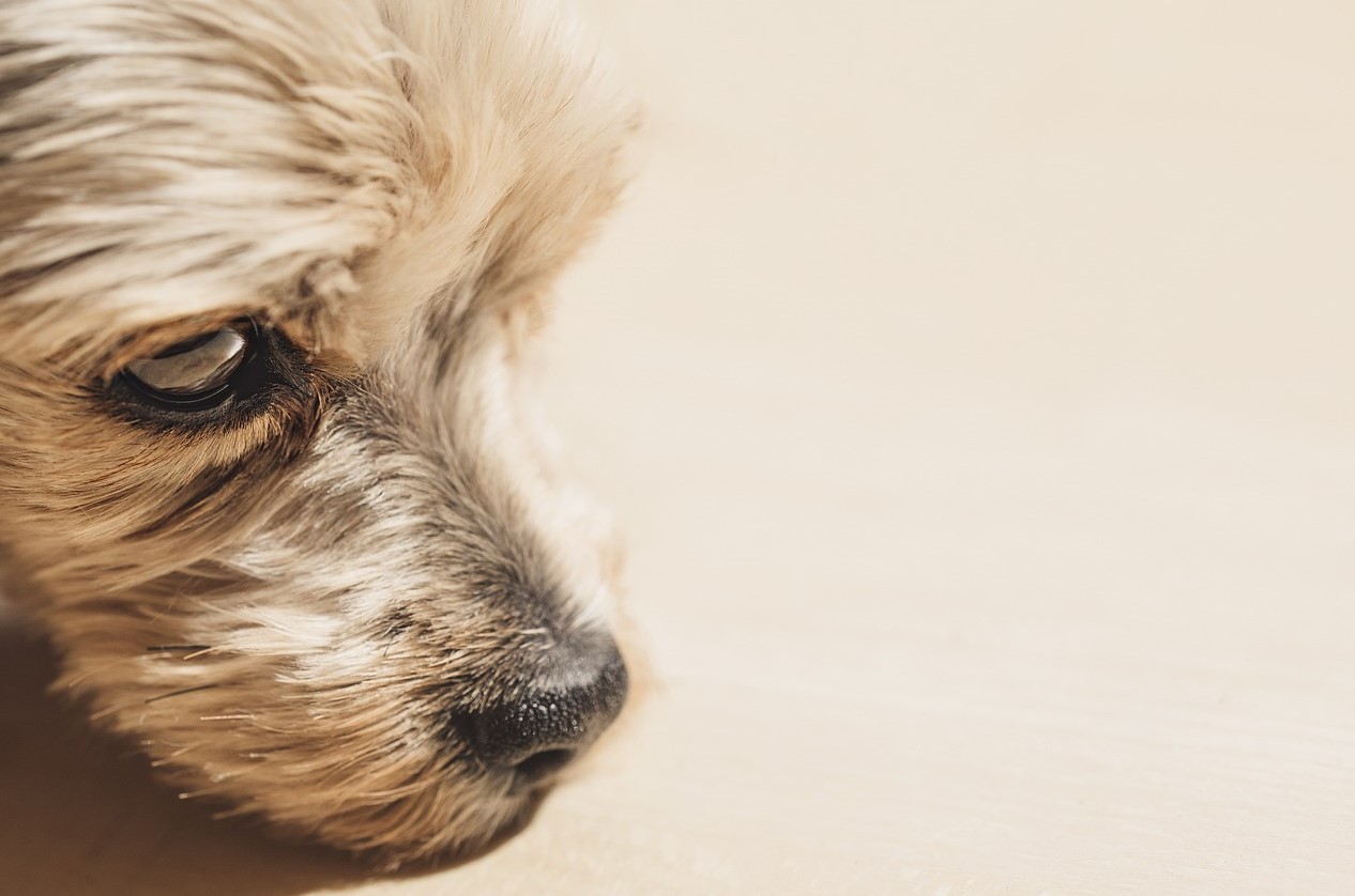 축-쳐진-강아지