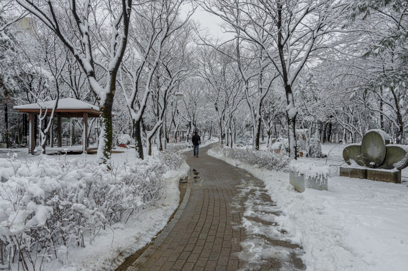 과천 반려견 겨울 나들이 명소, 강아지와 함께 걷기 좋은 산책 코스