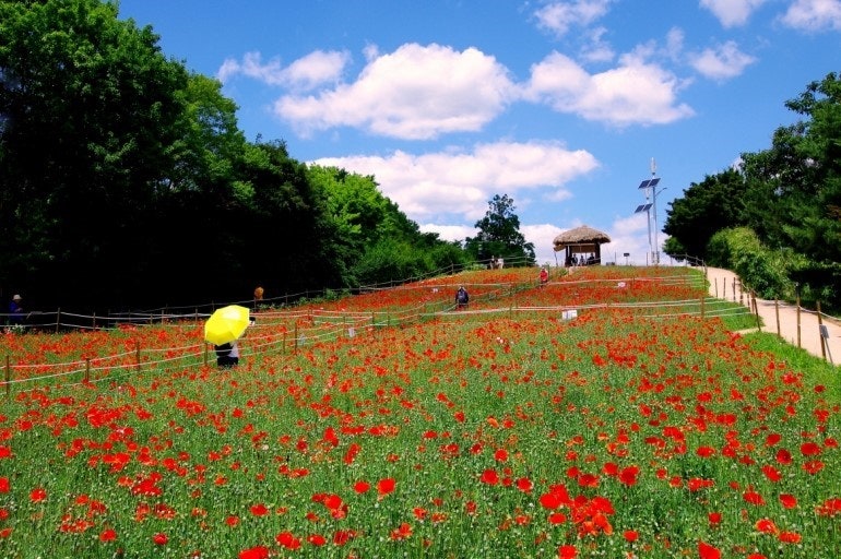 올림픽공원 들꽃마루 양귀비 꽃 밭 사진