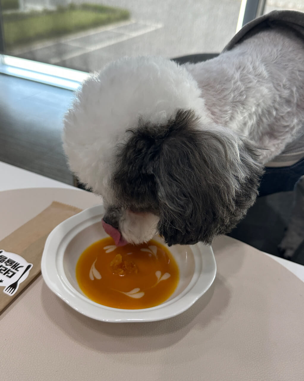 오늘N 오늘 대(大)공개 충남 공주 반려동물 사료 공장 하림펫푸드 해피댄스스튜디오(HDS) 투어 예약방법 오늘N 2495회