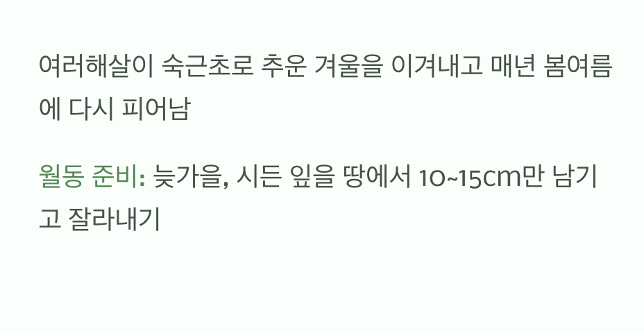 한번 심으면 매년 만나는 친구