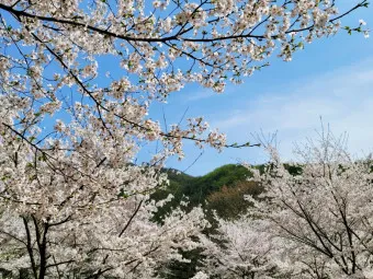 벚꽃 명소 추천 축제 유명한곳_10