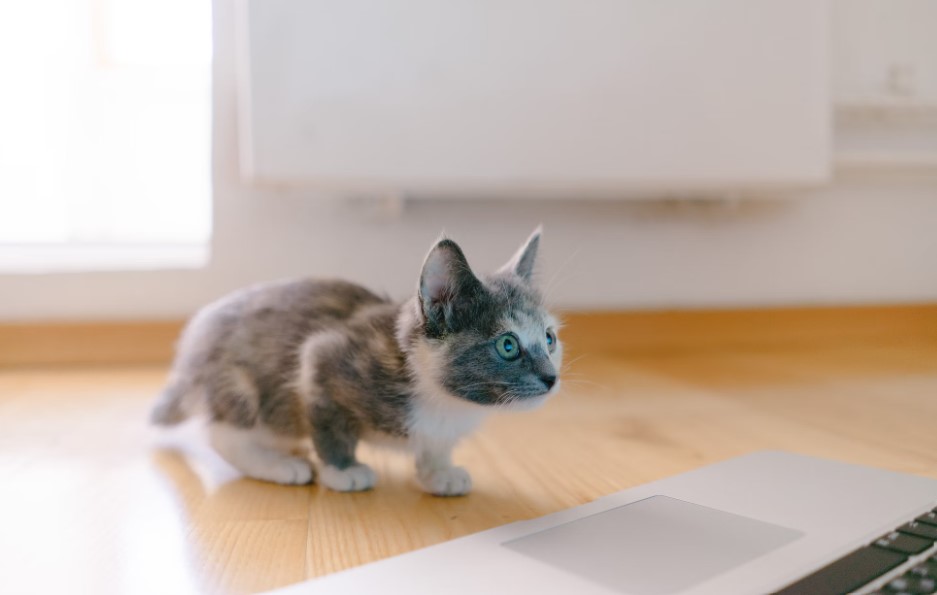 새끼고양이 이미지2