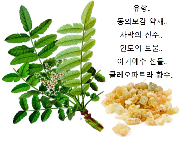 보스웰리아-역사