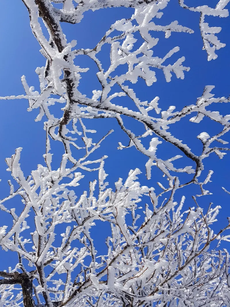 울산 가지산 서리꽃 상고대