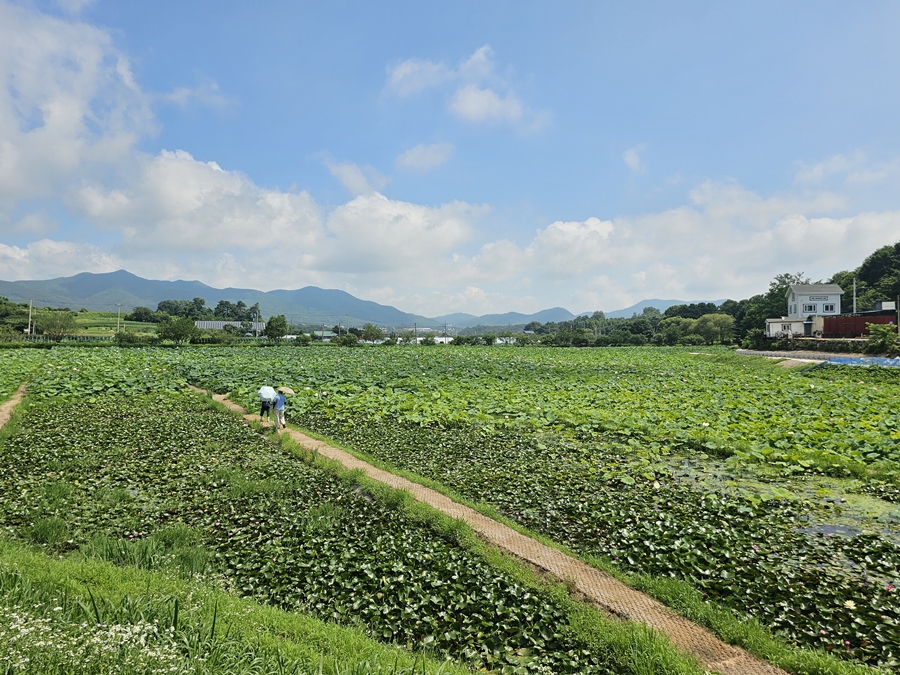 내동마을 연꽃단지