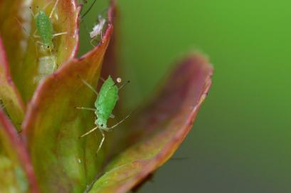 실내 식물의 병충해 예방 및 친환경적 치료 방법