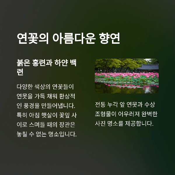 연꽃의 아름다운 향연