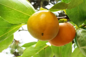 단감 효능, 단감 10kg 가격