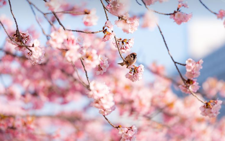 2024년 일본 벚꽃 절정시기, 가장 저렴하게 여행하는 법! 항공권·숙소·교통비 절약 꿀팁