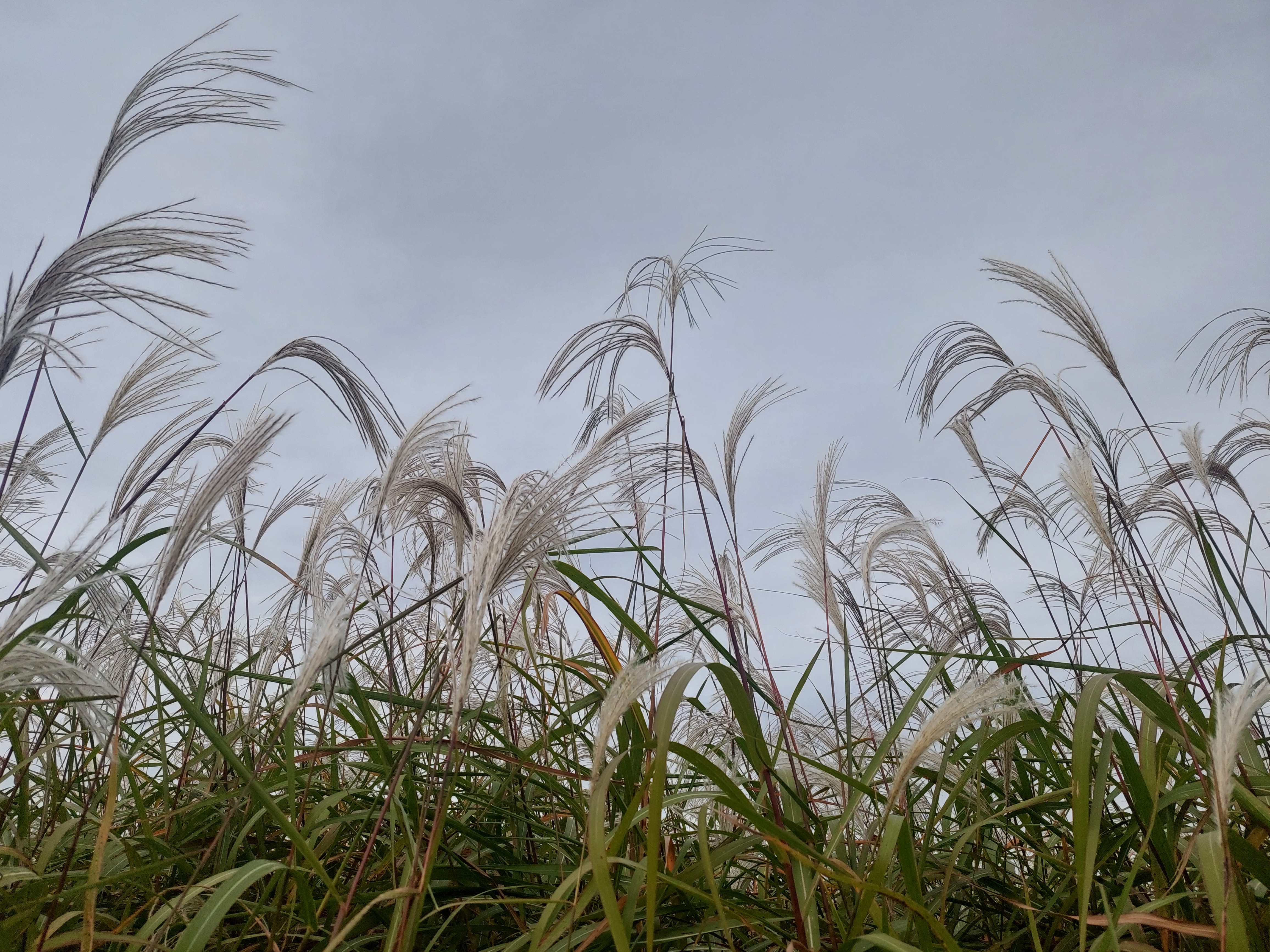하늘공원