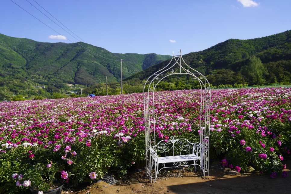 [5월 여행]영천작약꽃축제❘영천 삼창리&middot;정각리 작약꽃밭, 그리고 보현산약초식물원까지