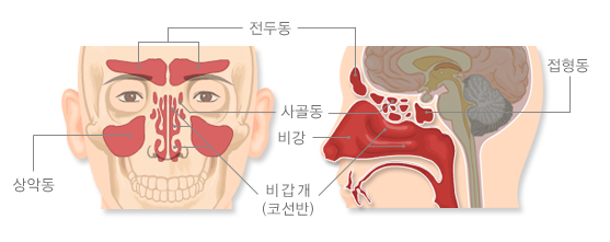 비강 및 부비동의 구조