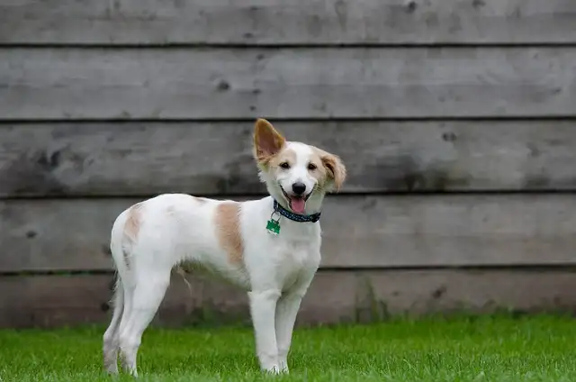 소형견 필독! 강아지 기관지협착증 관리법과 피해야 할 음식