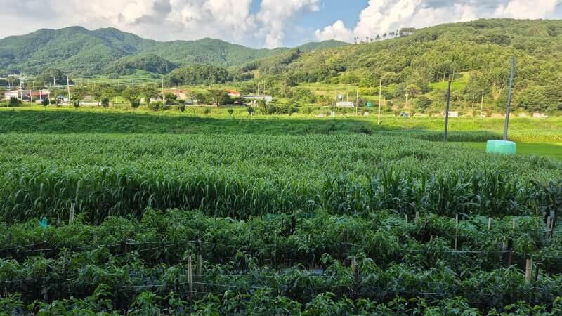차황면 여름밭 풍경