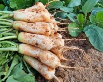 알타리무 파종시기 핵심 포인트_13