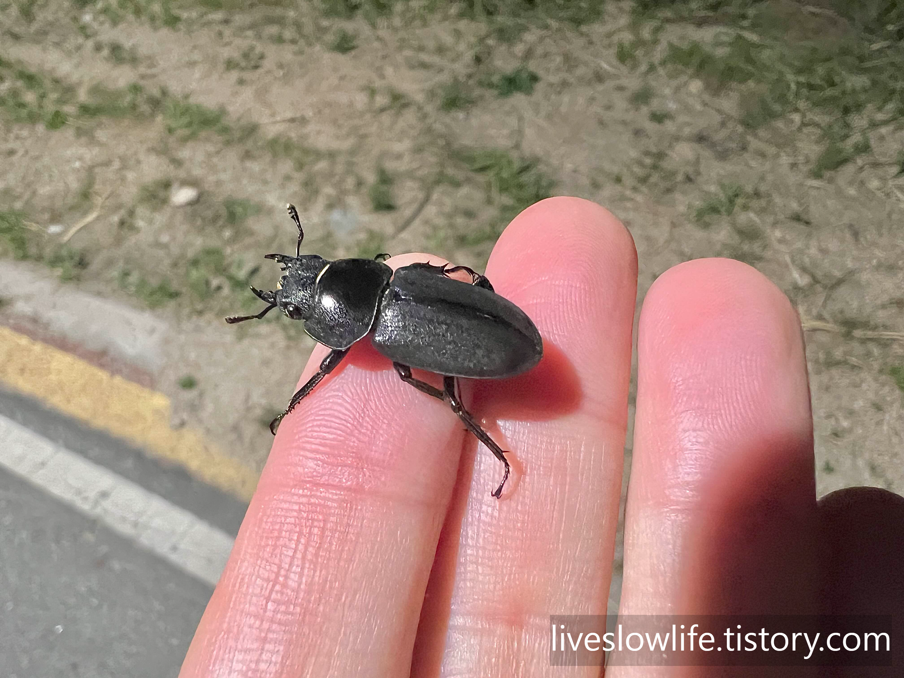 손바닥 위에 올려놓은 작은 애사슴벌래 암컷