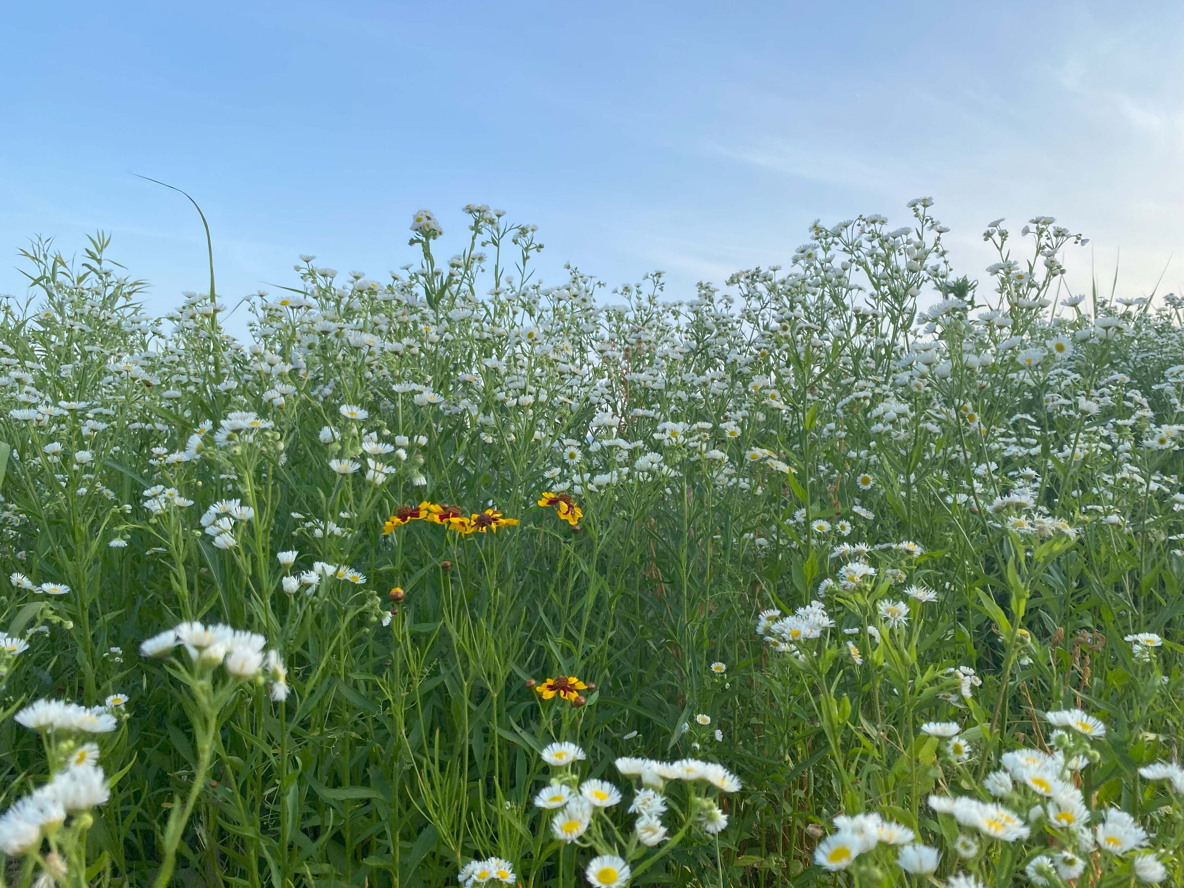Alt 속성 문제 해결 설명 이미지