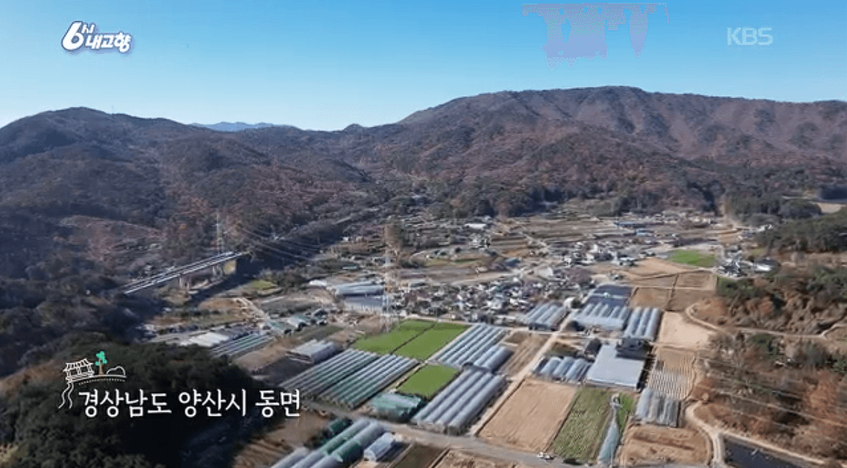 [6시내고향] 경남 양산 소형 양배추 명촌농원 스마트스토어 택배 판매처 정보를 설명하는 이미지