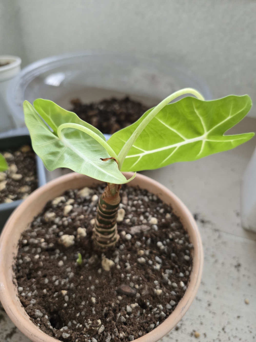 프라이덱 분갈이 전