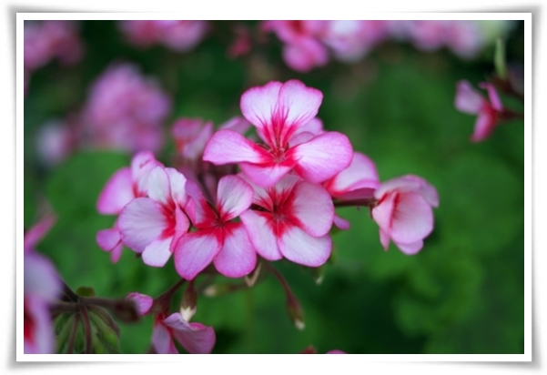 "제라늄 키우기" 365일 꽃을 피우며 향기와 아름다움과 공기 정화까지!