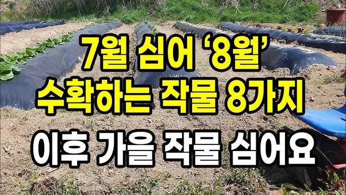 8월에 심는 작물 종류와 늦기 전 파종법 추천_4