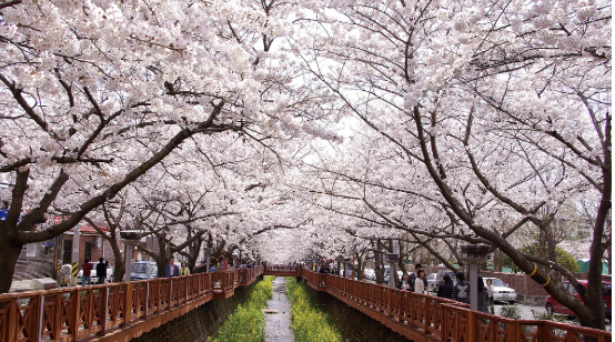진해-군항제-벚꽃축제