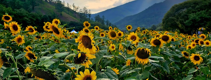 태백 해바라기 축제3