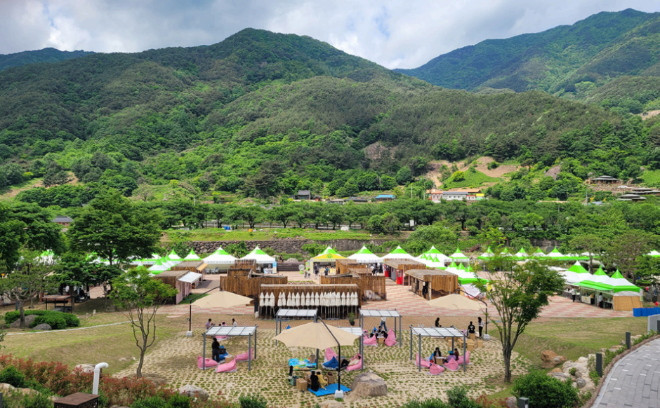 [5월 축제]2025 하동야생차문화축제❘기간, 일정, 체험 프로그램, 공연 정리