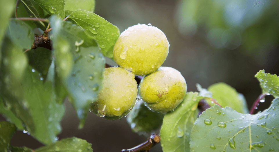 복숭아 꽃과 복숭아 사진 - 1