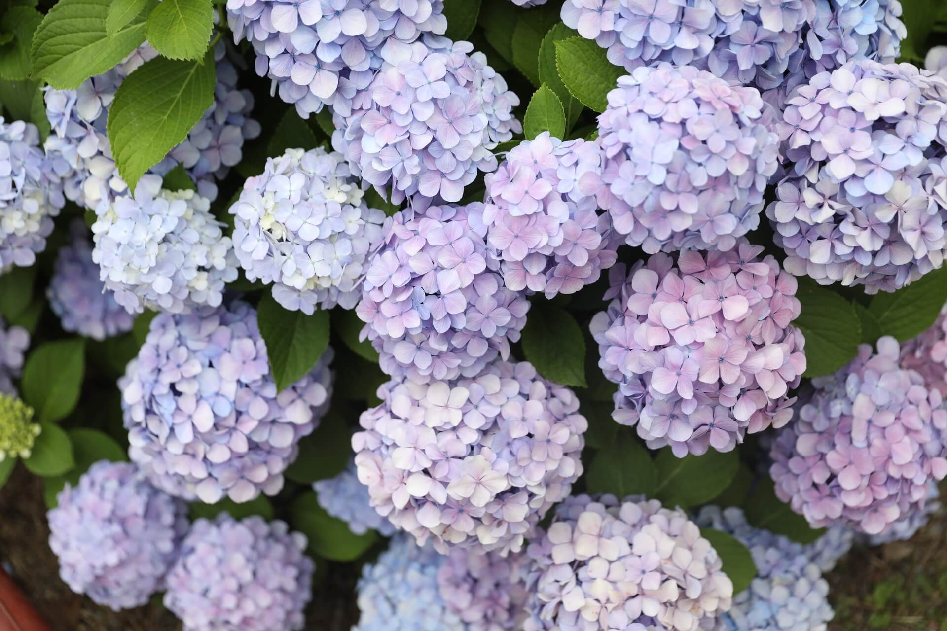 거제 저구항 남부면 수국 축제 기간