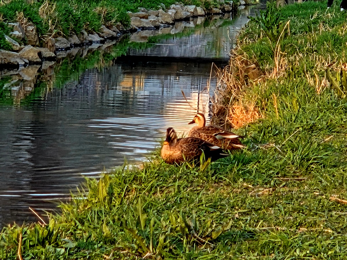 인천 벚꽃 명소 굴포천: 청리단길 꼭 가봐야 할 사계절 감성 산책로