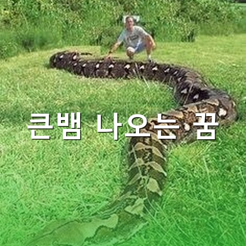 10미터도-넘는-커다란-뱀이-숲속을-지나가는-모습