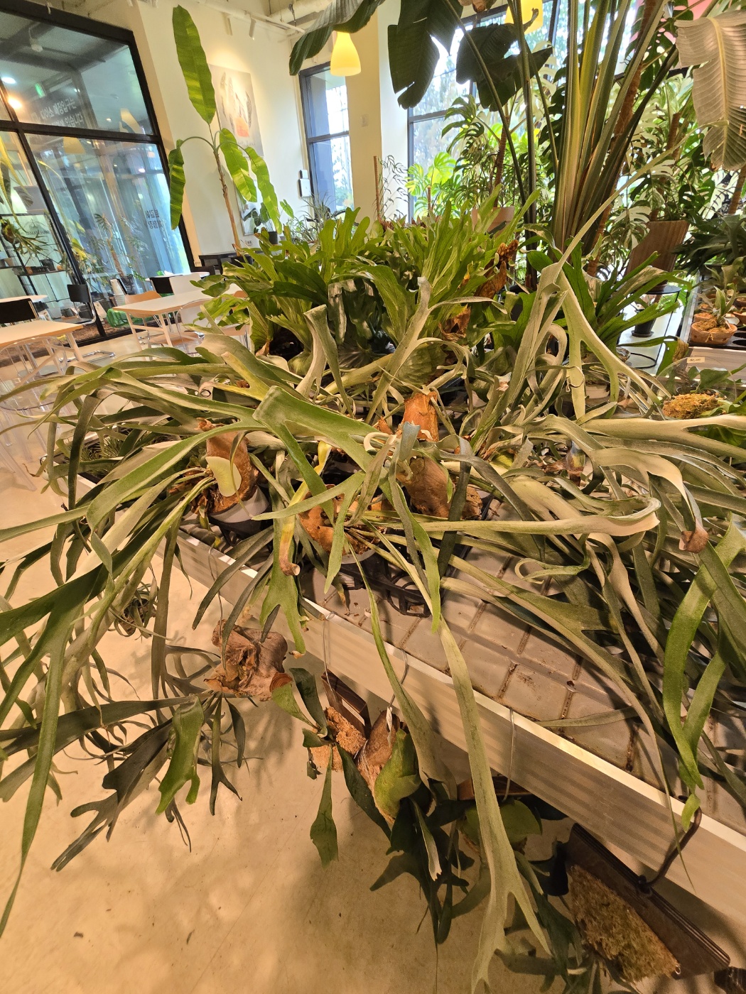 로이스터스카페내에있는 화려한 식물들
