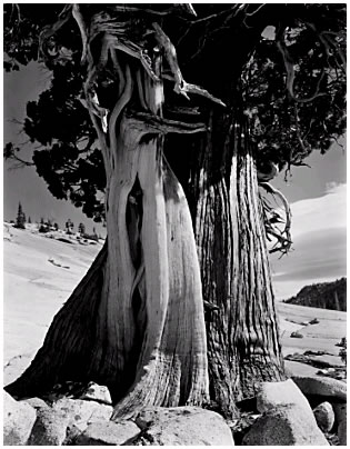 Juniper by Edward Weston