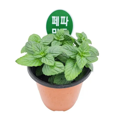 페퍼민트 키우기 물주기 삽목번식 햇빛관리 상쾌한 실내 허브_6