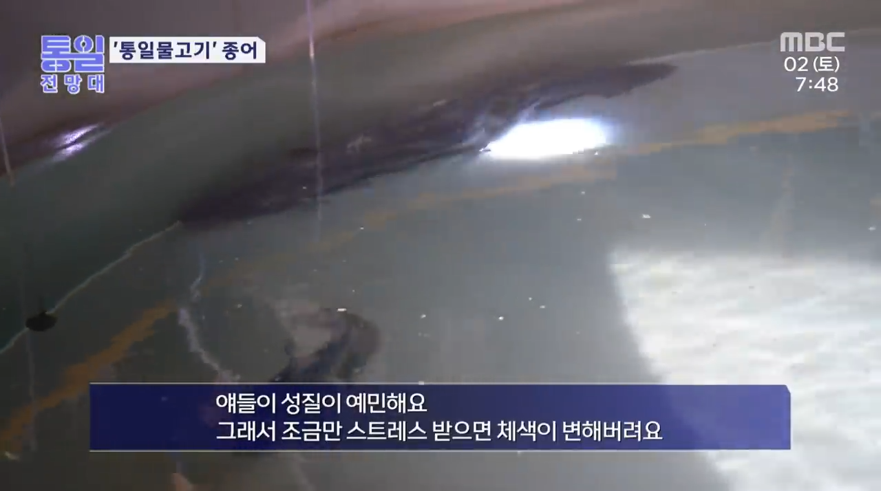 종어 관련 이미지