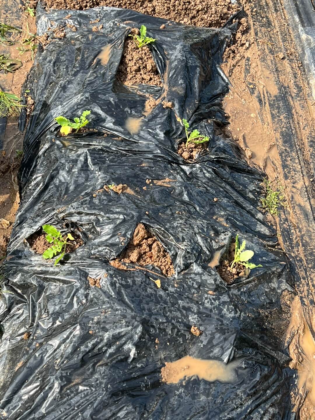 김장 무 모종 파종