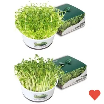 새싹브로콜리 재배 트레이 파종 물 관리 영양 풍부_12