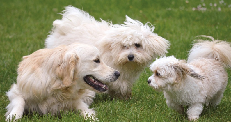 반려동물인 강아지들이 어울려 노는 이미지